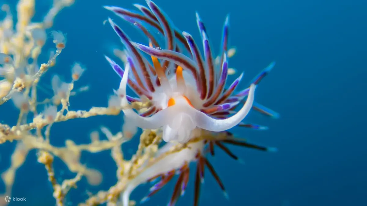 PADI 与 PADI 5 Star CDC 一起探索加泰隆尼亚水肺潜水