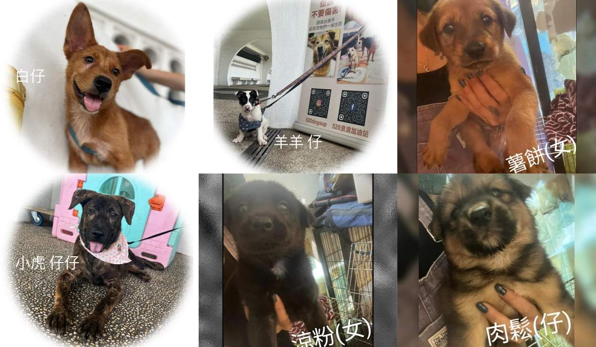 宠· 爱生活博览暨宠物用品及珍禽异兽展及旅游消闲娱乐展- Klook客路, image size:1200x700