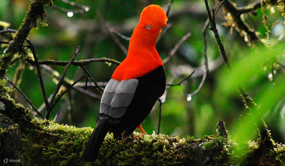 Explore the Manu Jungle Expeditions - 3 Days Adventure - Klook United ...