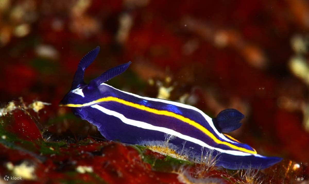 PADI Advanced Open Water Diver