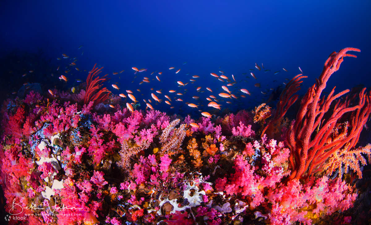 Dive Into Adventure: Discover Scuba Diving in Puerto Galera with PADI 5 Dive Into Adventure: Discover Scuba Diving in Puerto Galera with PADI 5