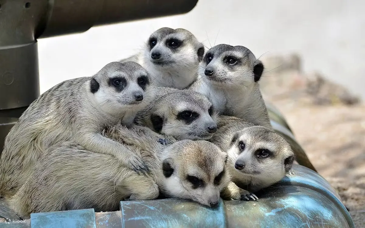 Khao Kheow Open Zoo