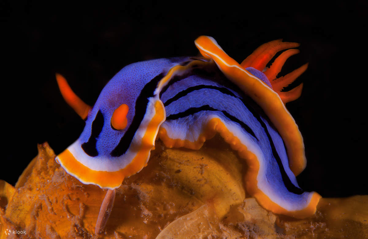 13:30 Послеобеденное погружение в Пуэрто-Галера