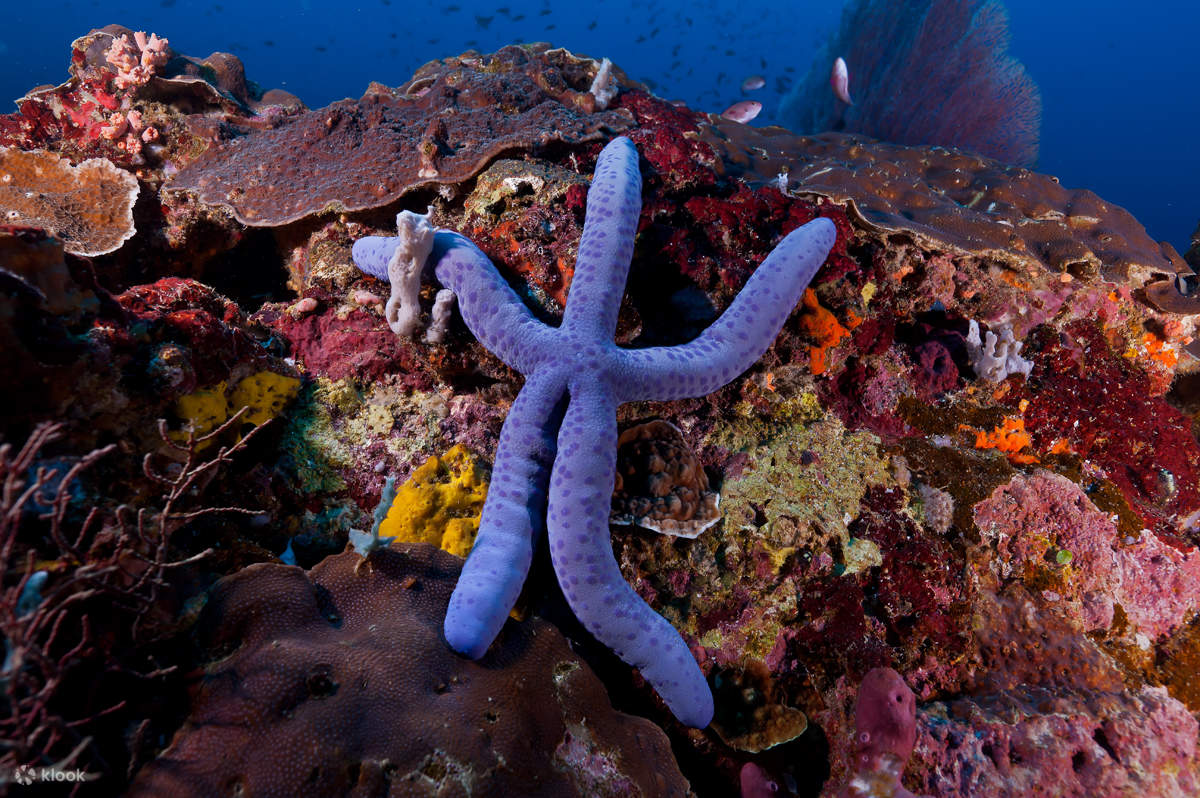 13:30 Immersione Pomeridiana a Puerto Galera