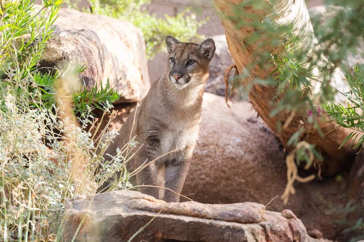 Отправьтесь в дикое приключение по тематическим тропам — от тропиков до саванны!