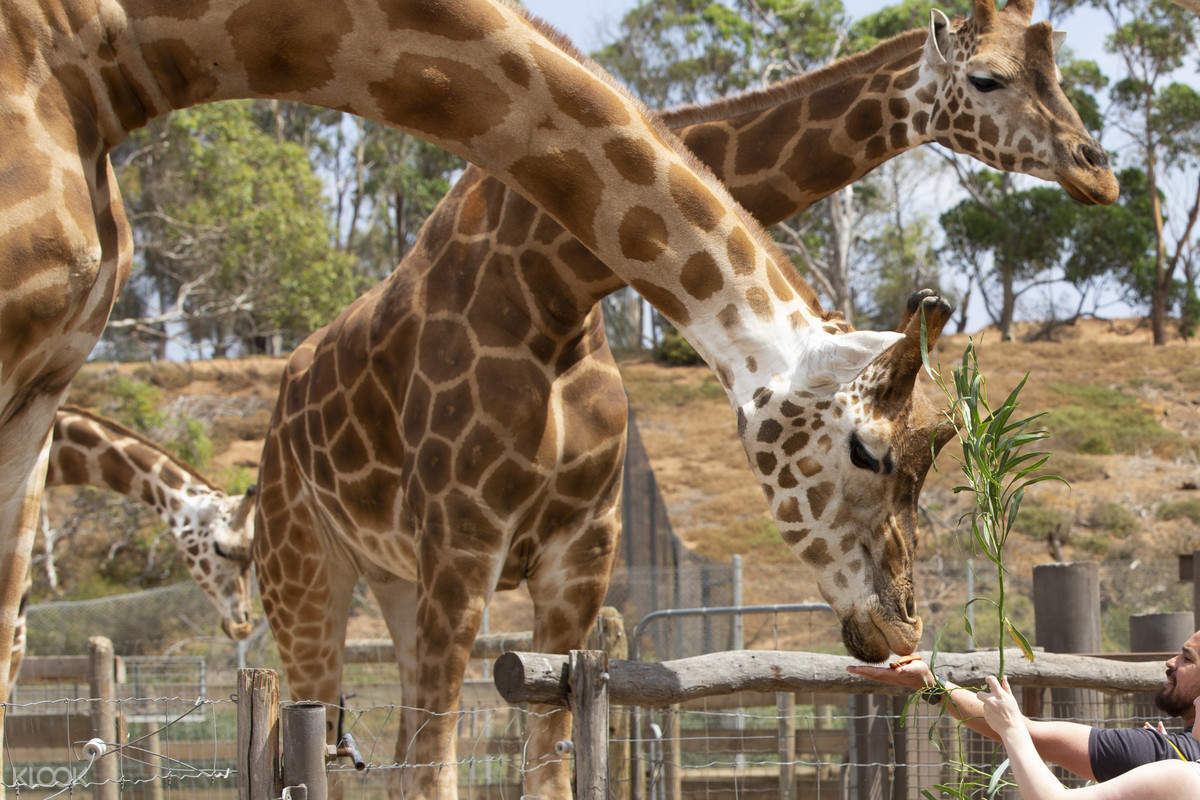 Werribee Open Range Zoo Ticket in Melbourne Klook Australia