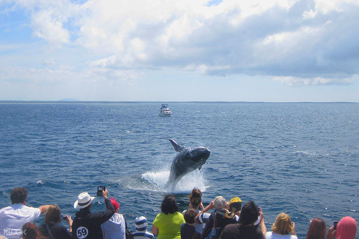 whale watching cruise jervis bay
