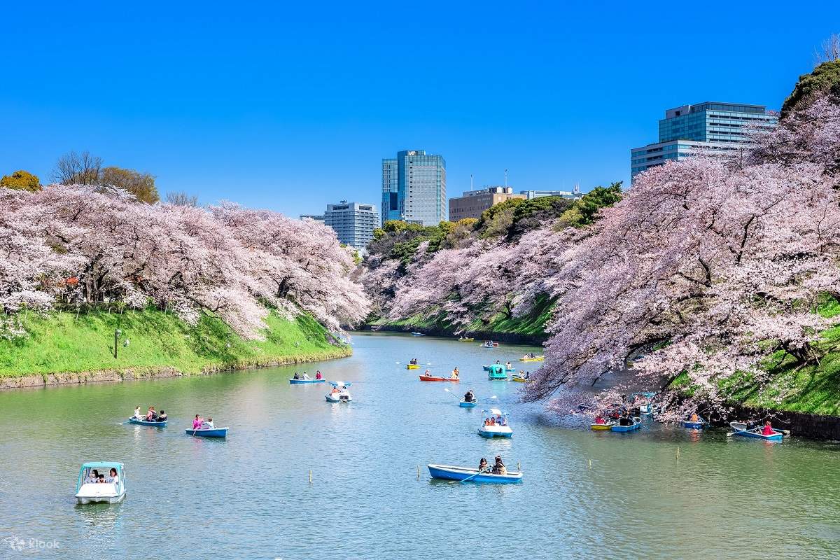 Sumida Rver Tokyo Cherry Blossom Half Day Tour: (Morning) Sumida River Cruise ...