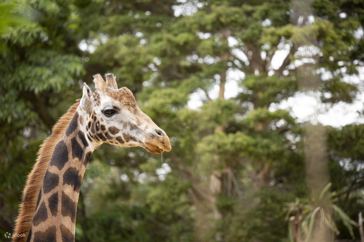 Melbourne Zoo Australian Wildlife Tour Klook Malaysia