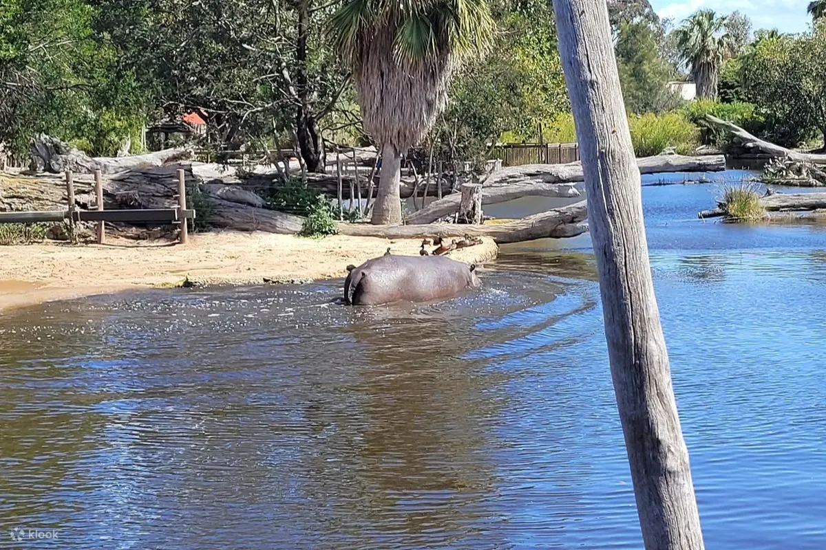 華勒比開放式動物園 - 河馬海灘