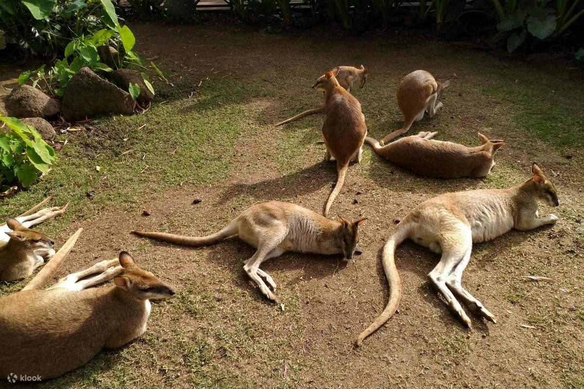 Grand Kuranda Experience Full Day Tour Klook