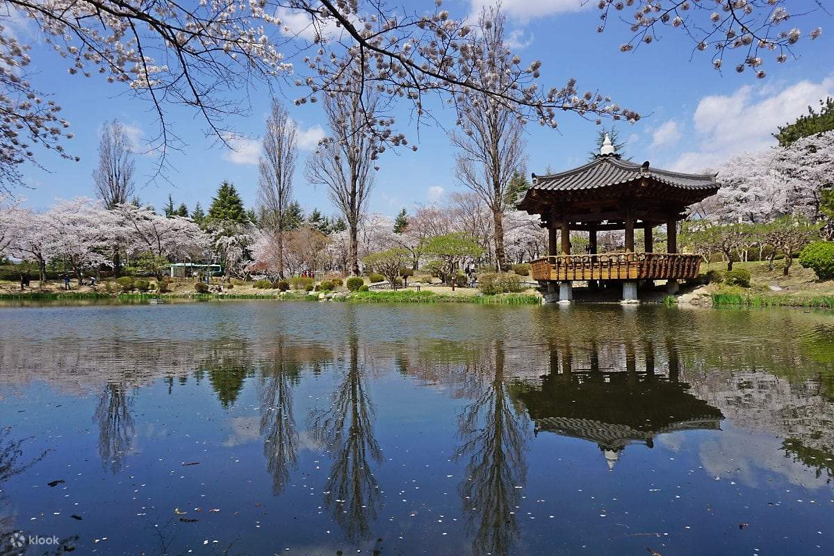 Gyeongju Cherry Blossom Tour Klook Philippines