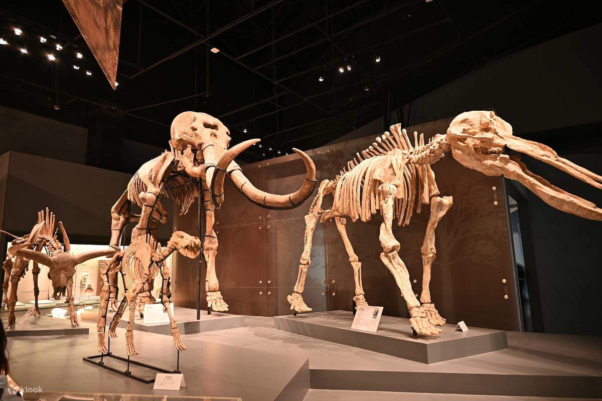 Chengdu Natural History Museum - Klook