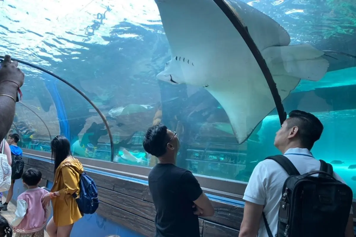 stingray