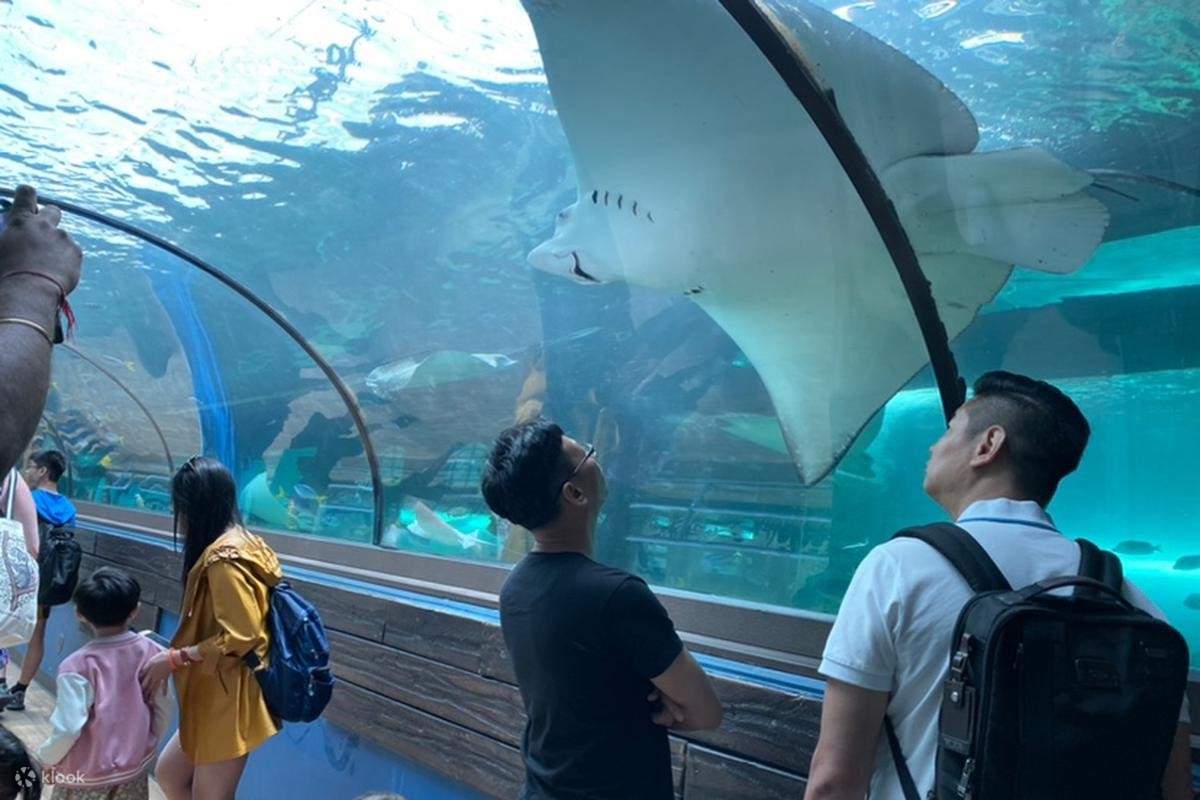 ปลากระเบน