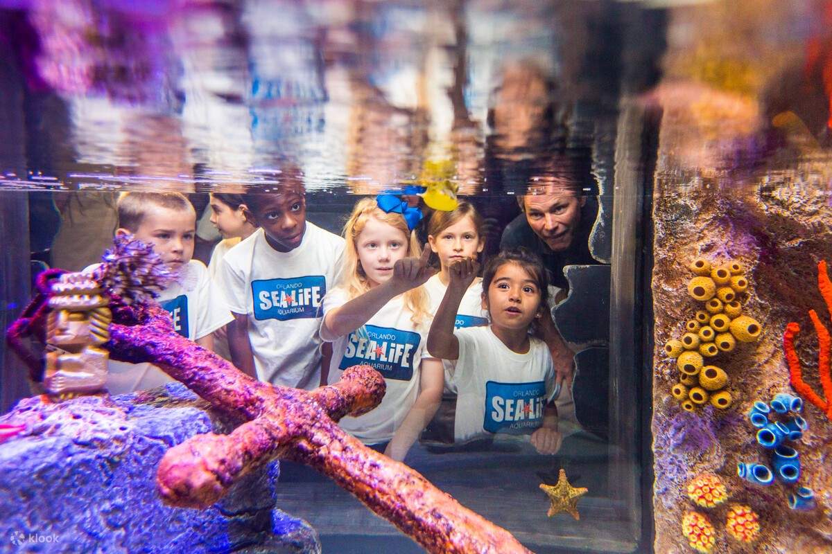 孩子们观赏珊瑚