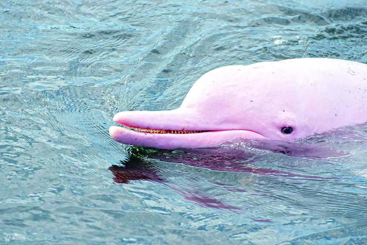 An 80% chance to meet with a local pink dolphin will greeting with you