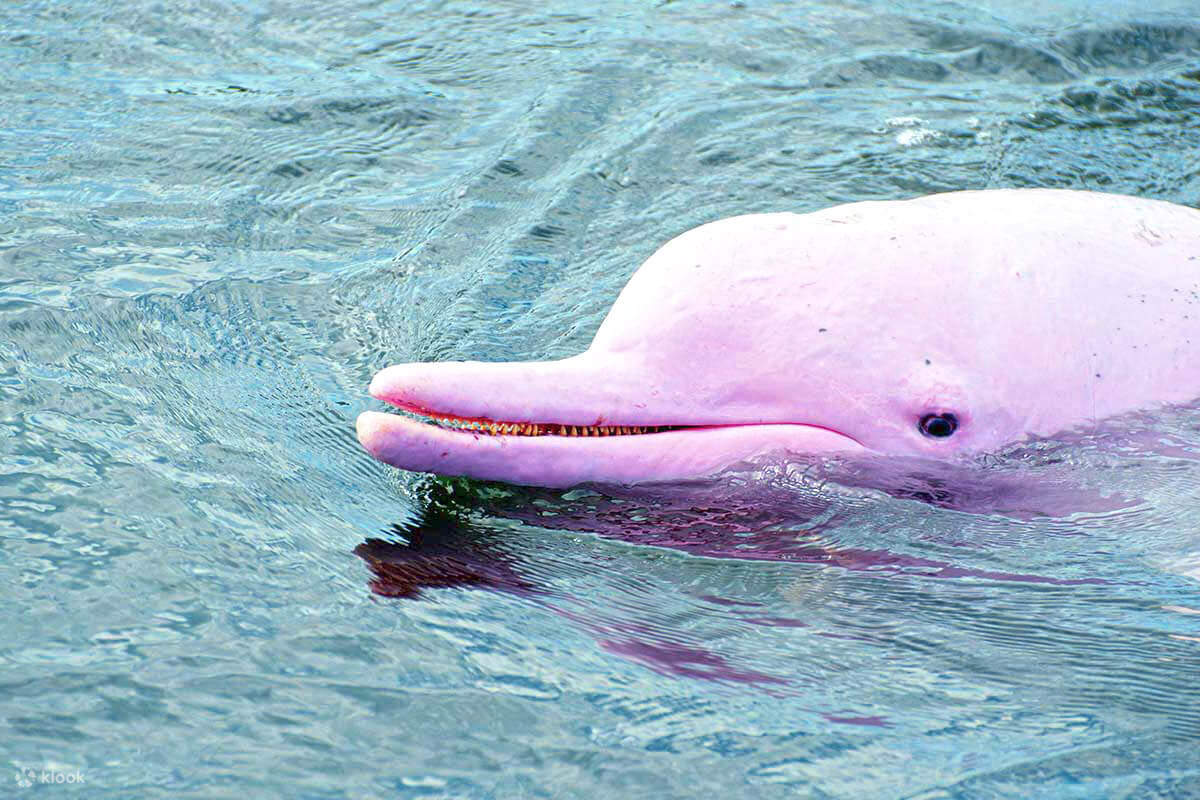 ピンクドルフィン pink dolphine セットアップ - パーカー