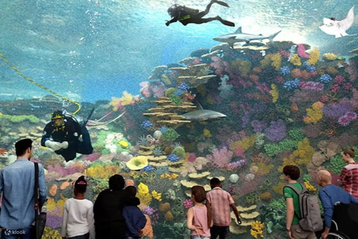 人们在看水族馆