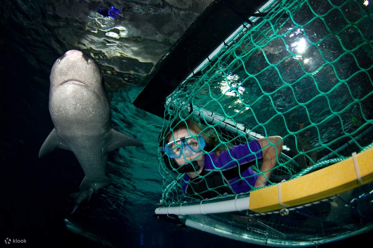 Sumérjase en una jaula y encuéntrese cara a cara con tiburones