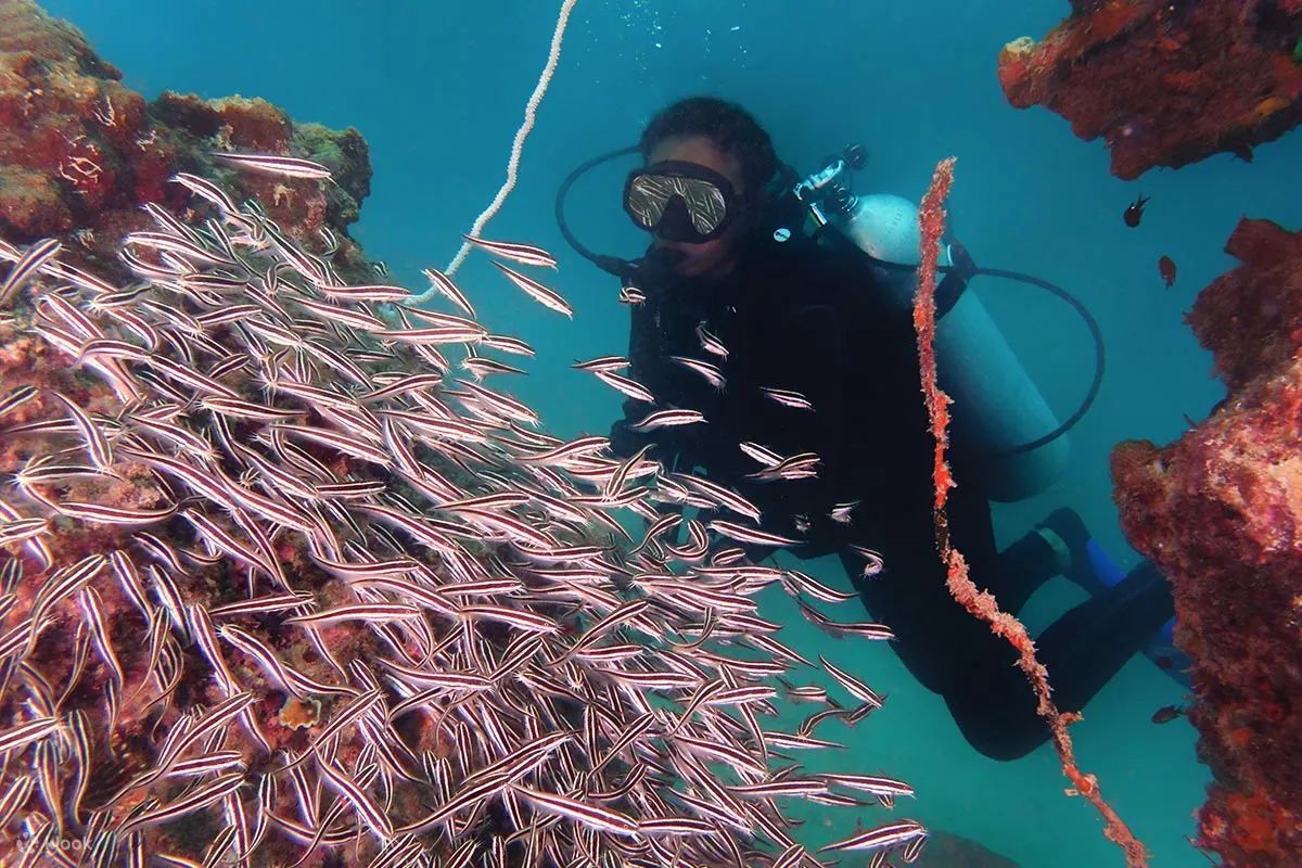 提高潜水技能，探索哥打京那巴鲁海域丰富的海洋生物，邂逅奇异物种和色彩斑斓的珊瑚礁