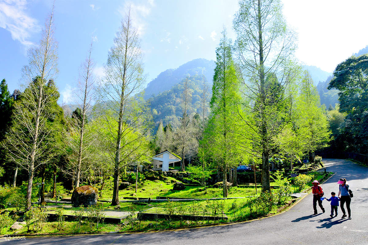 台湾好行溪头线｜共乘城市接送｜台中干城站或高铁台中站 - 溪头｜来回车票