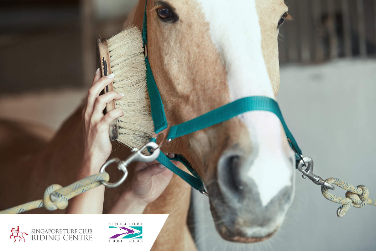 Interazione con i cavalli 