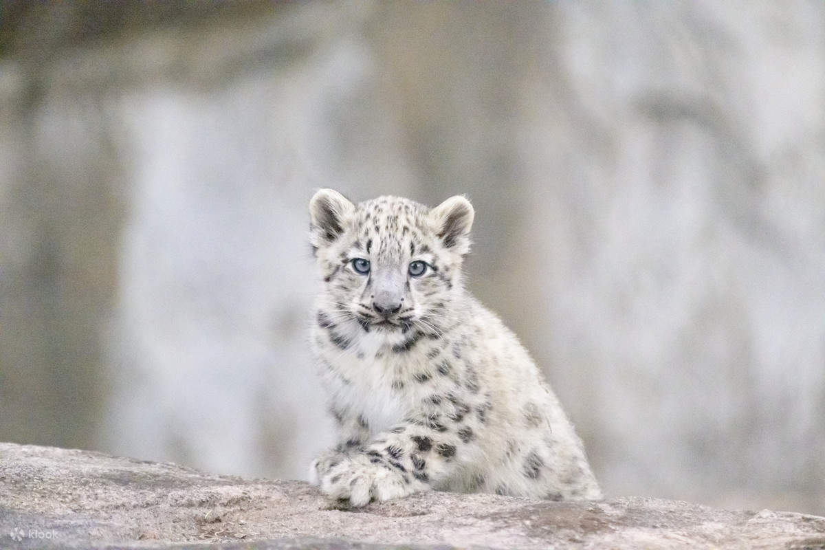 Melbourne Zoo Ticket Klook Australia