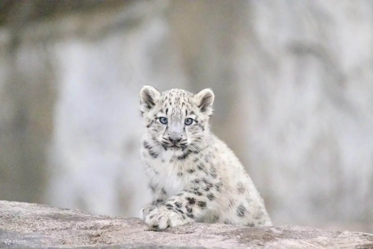 墨爾本動物園照片 - 墨爾本動物園雪豹保護