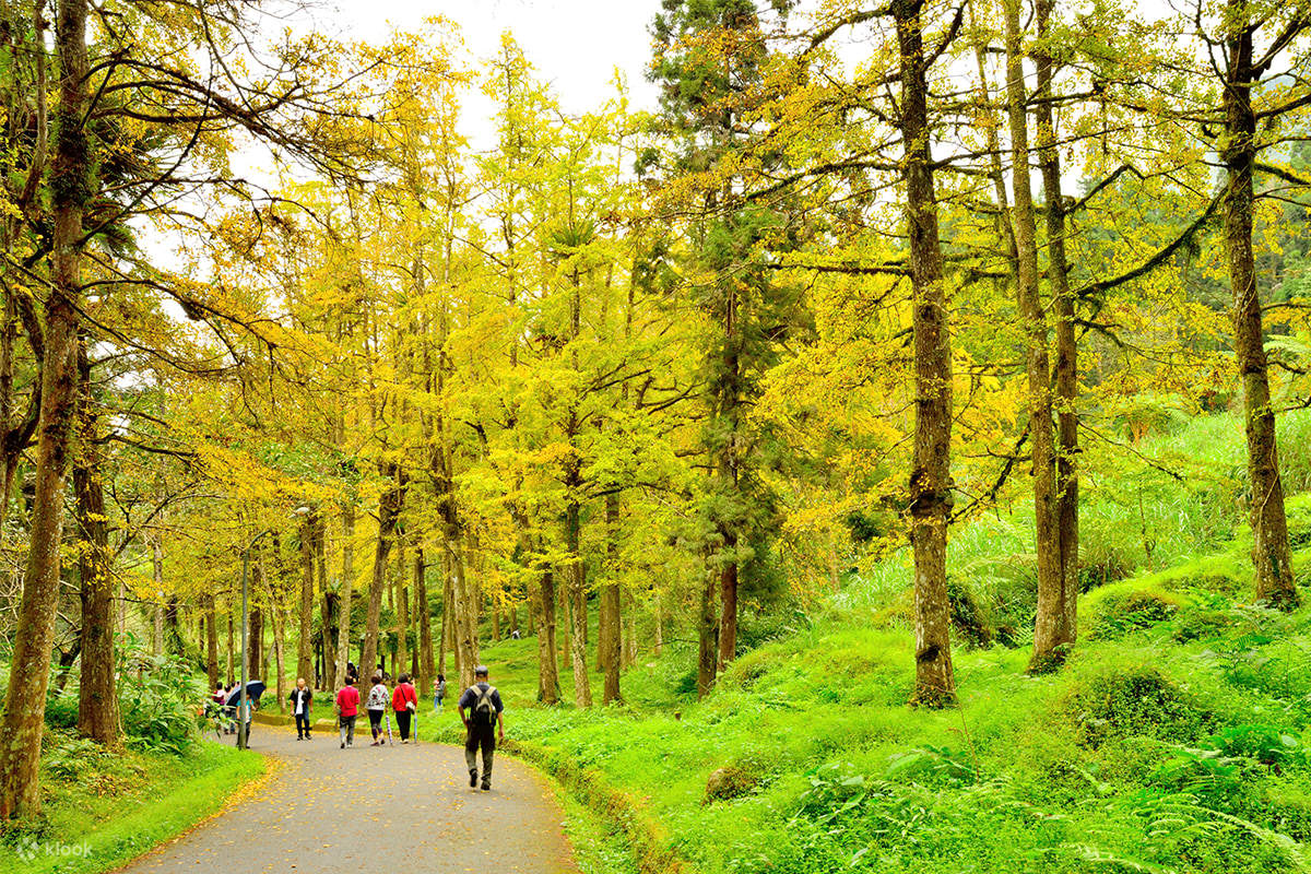 台湾好行溪头线｜共乘城市接送｜台中干城站或高铁台中站 - 溪头｜来回车票