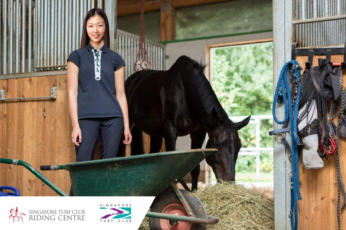 toelettatura del cavallo