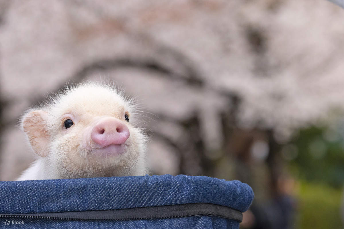 大阪Micro Pig Cafe迷你猪咖啡馆体验 - Klook
