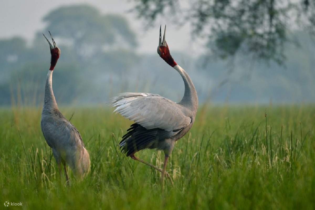 Tur Sehari Suaka Burung Bharatpur dari Agra - Klook Indonesia