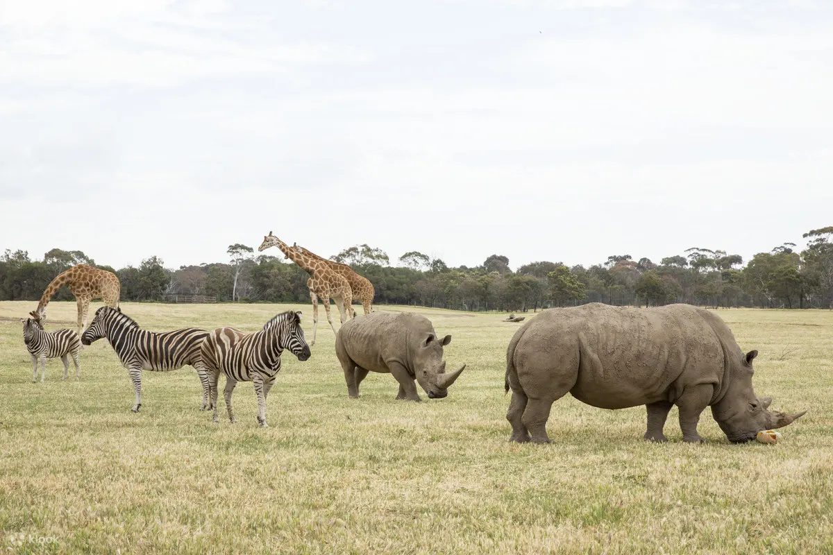 Werribee safari