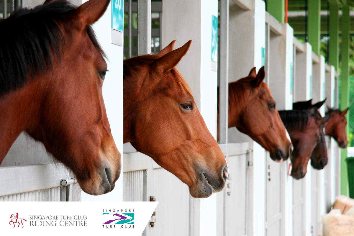 Singapore Turf Club Riding Centre