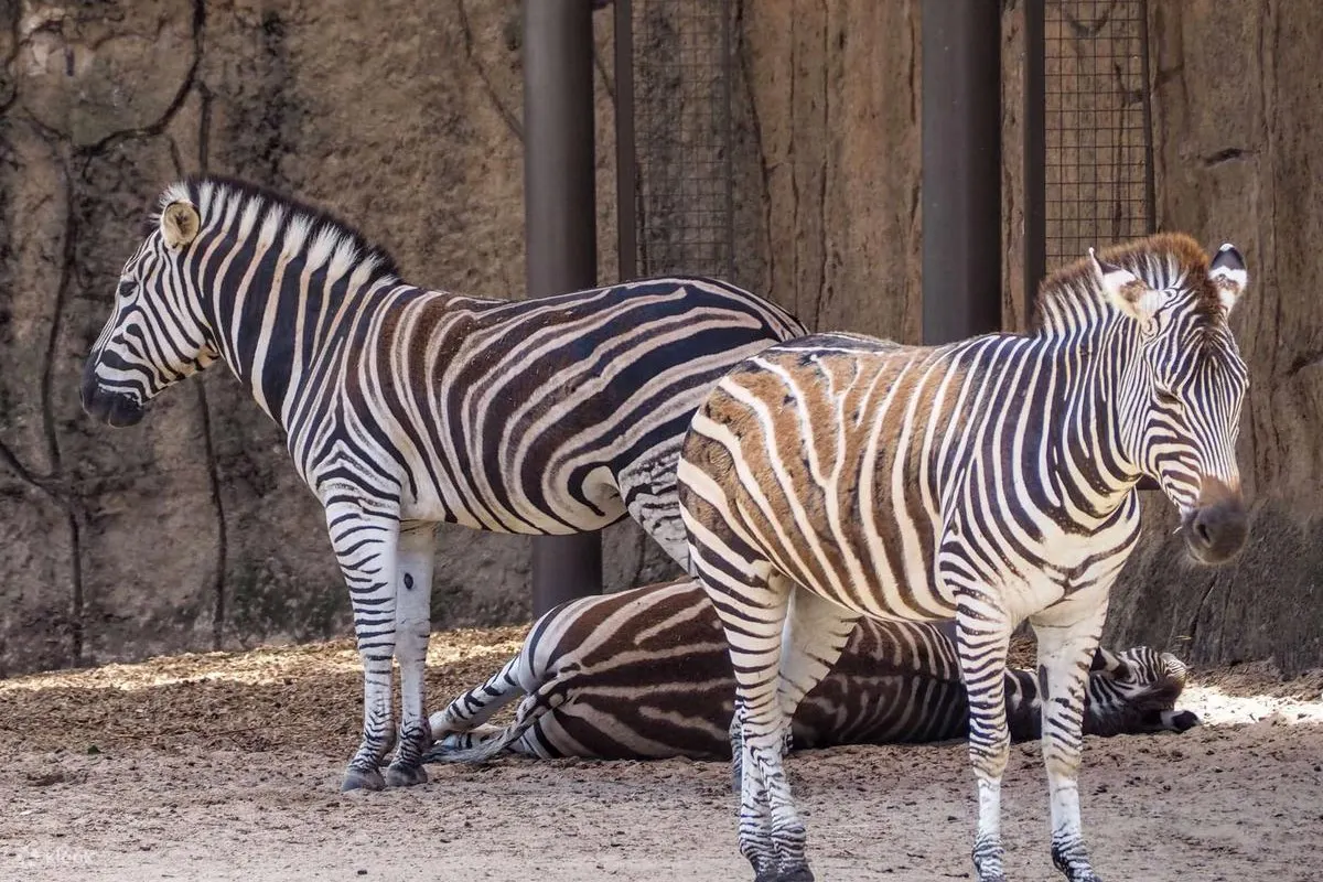 墨爾本動物園照片 - 墨爾本動物園的斑馬