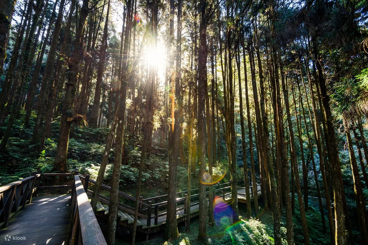 包车游览｜阿里山包车一日游