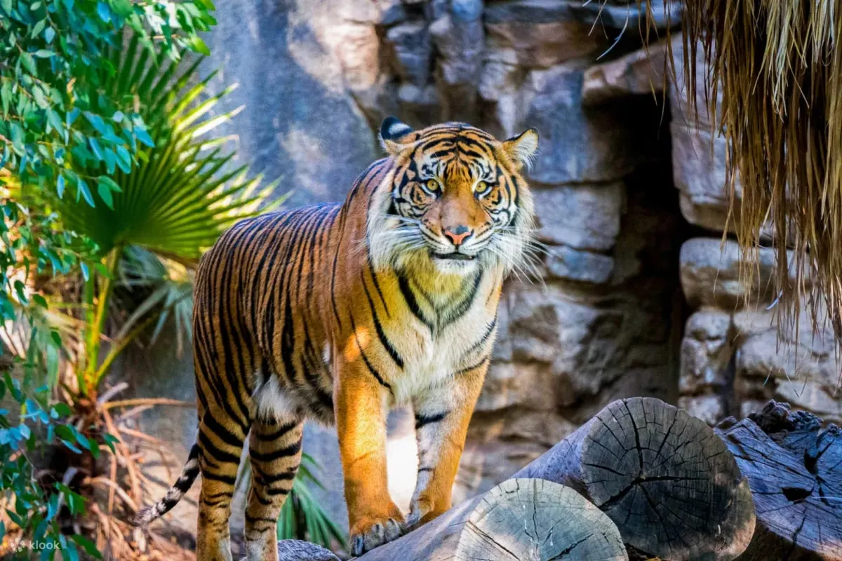 Iconic Tiger