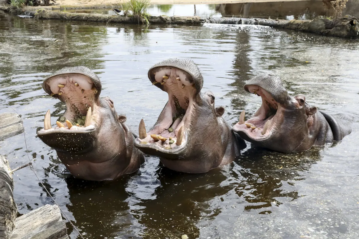華勒比開放式動物園 - 河馬