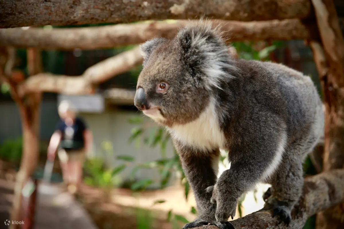Melbourne Zoo Australian Wildlife Tour - Klook India