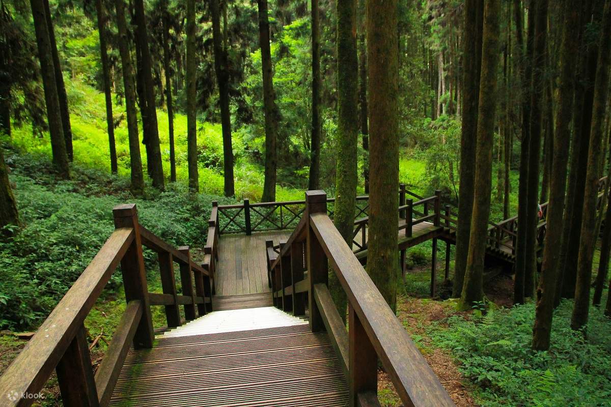 Chartered Car Tour｜Alishan Private Day Tour	