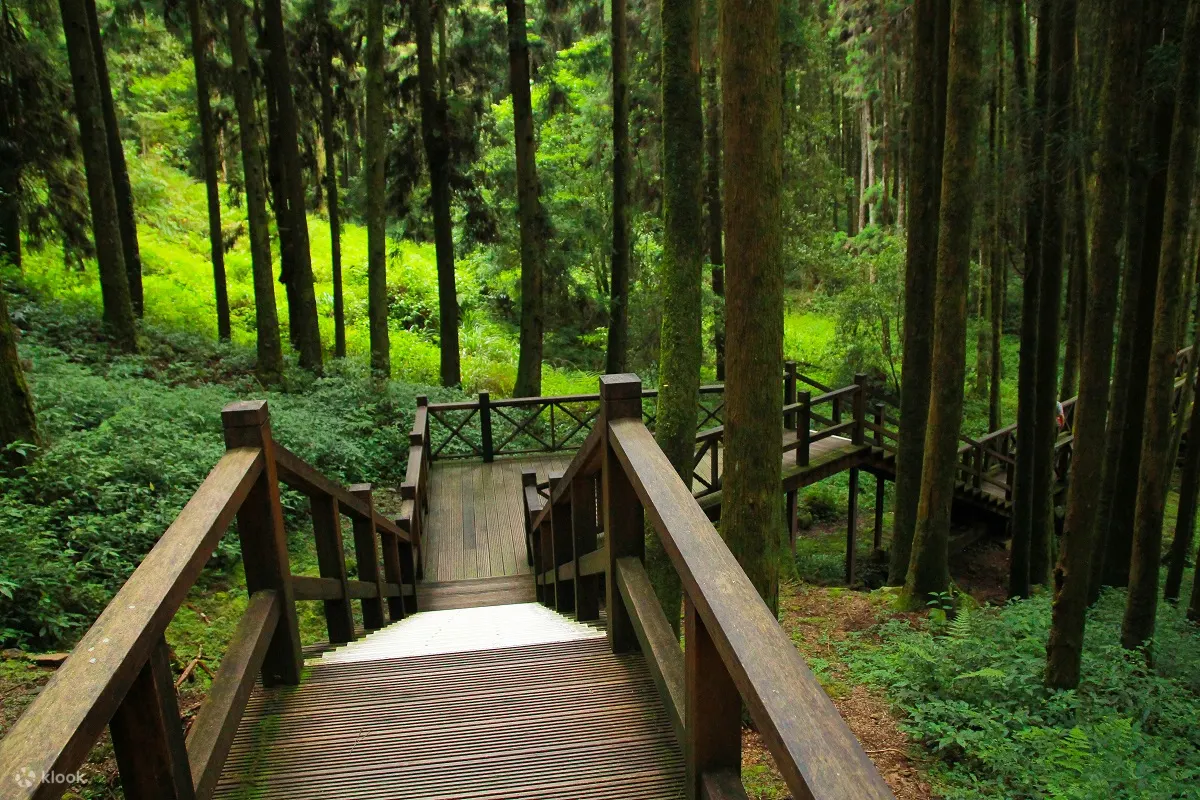 包车游览｜阿里山包车一日游