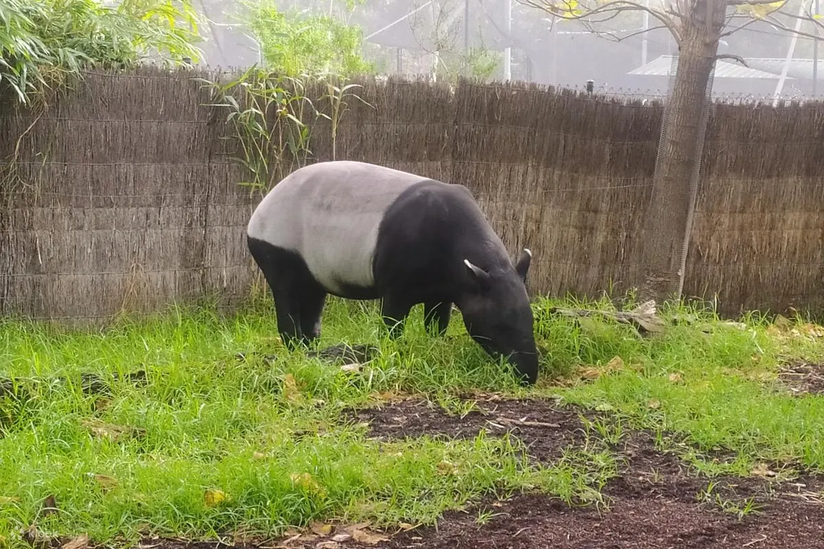 墨爾本動物園照片 - 墨爾本動物園的馬來貘