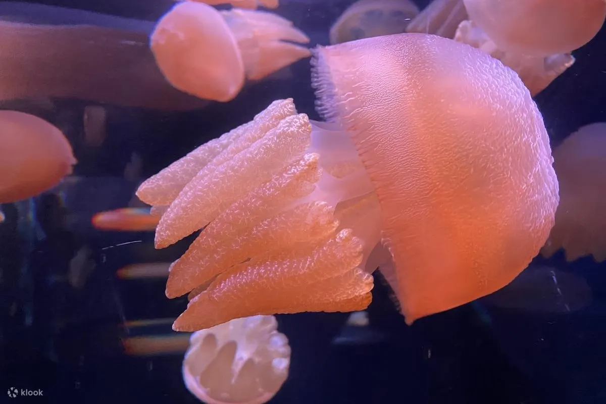 水母