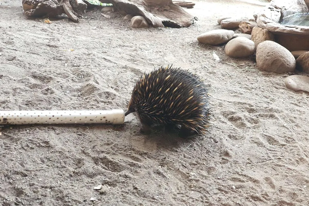 animal