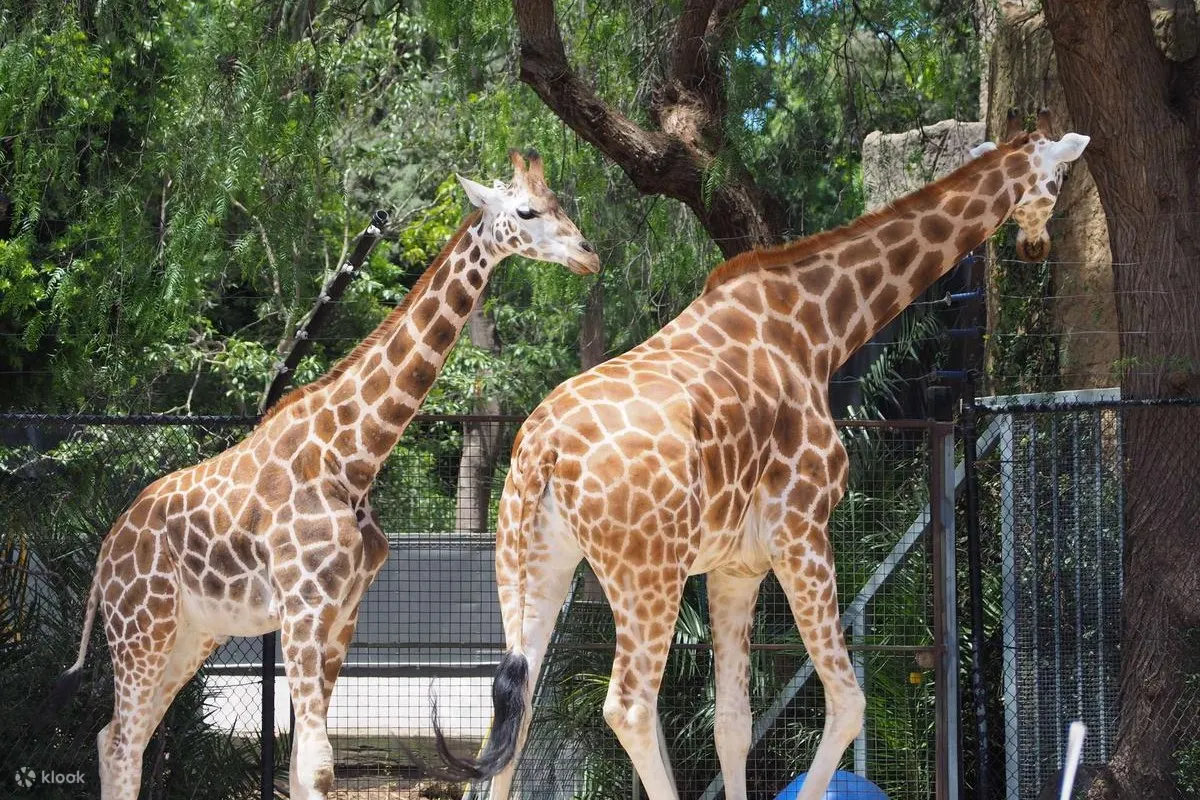 墨爾本動物園照片 - 墨爾本動物園的長頸鹿