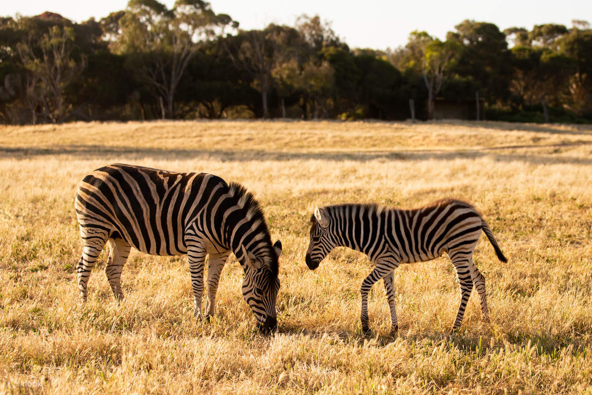 Werribee Open Range Zoo Sunset Safari