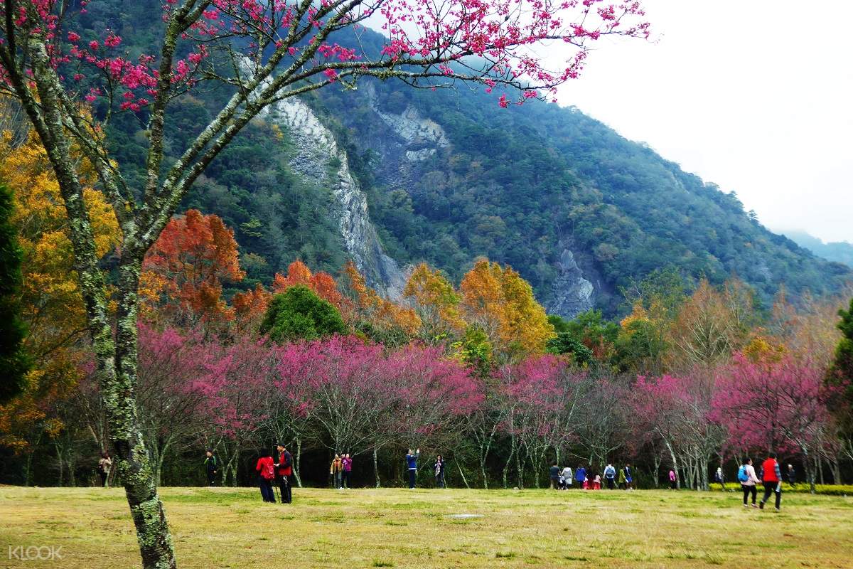 Klook振興買1送1 南投 奧萬大國家森林遊樂區 門票 Klook客路台灣