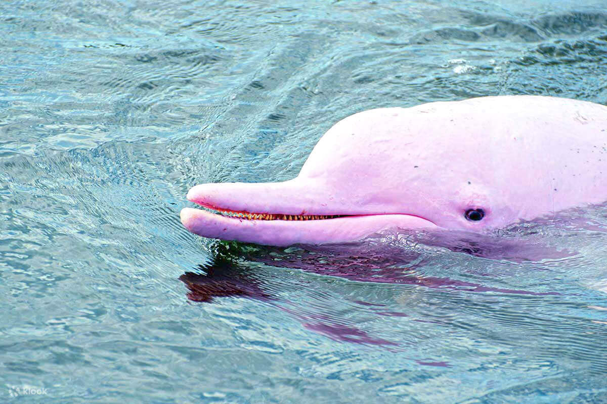 Join In Koh Samui Pink Dolphin Sightseeing And Snorkelling