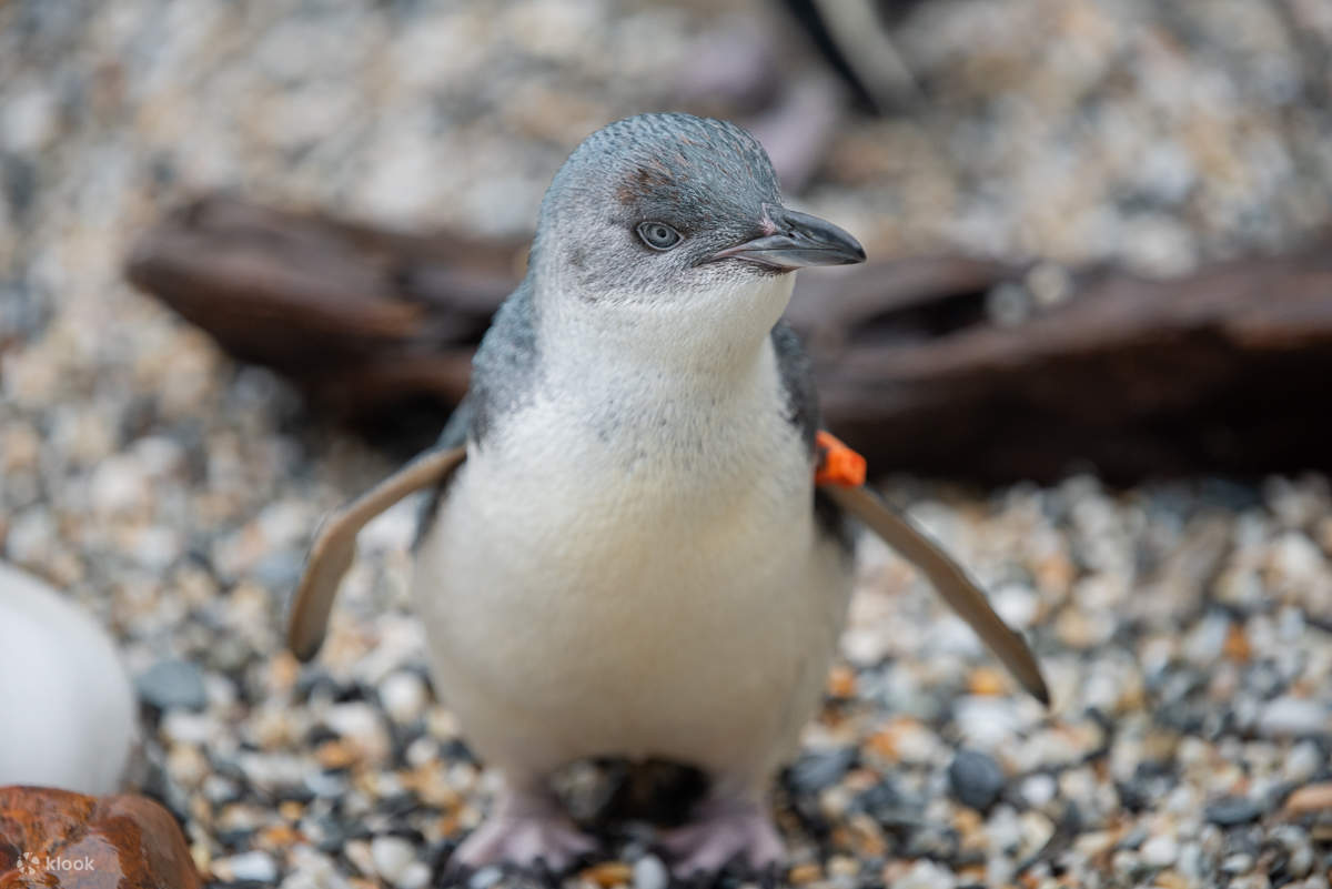 Vé Trung Tâm Động Vật Hoang Dã West Coast